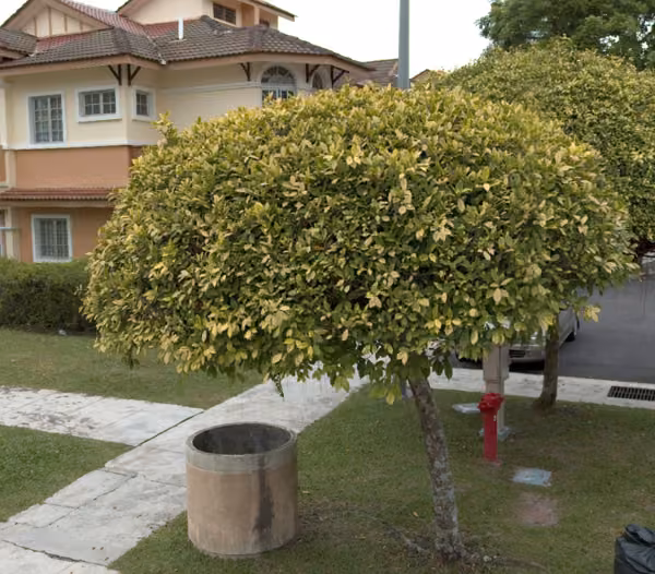 tree photo
