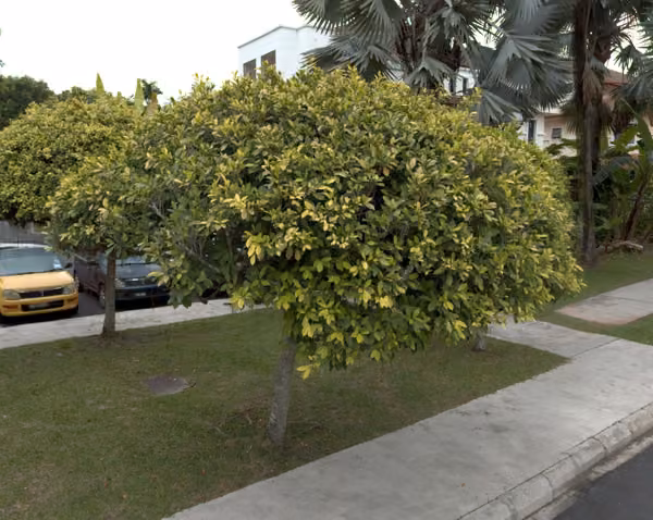 tree photo