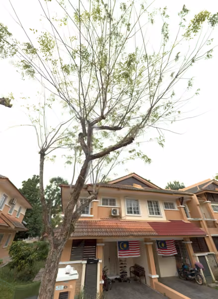 tree photo