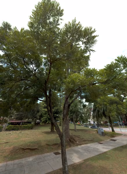 tree photo