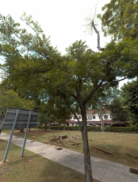 tree photo