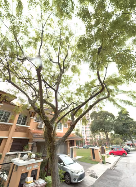tree photo