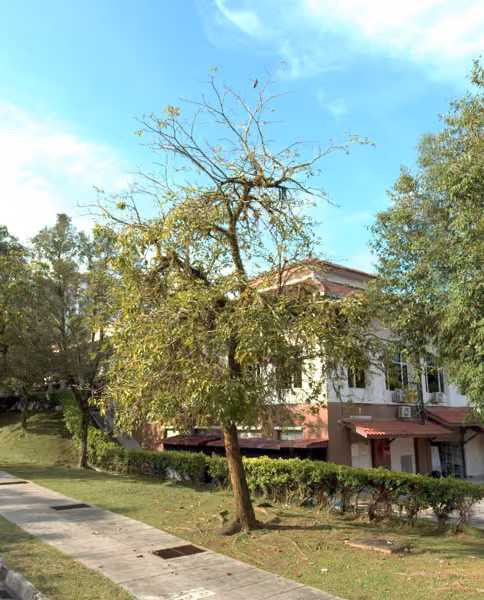 tree photo