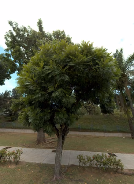tree photo