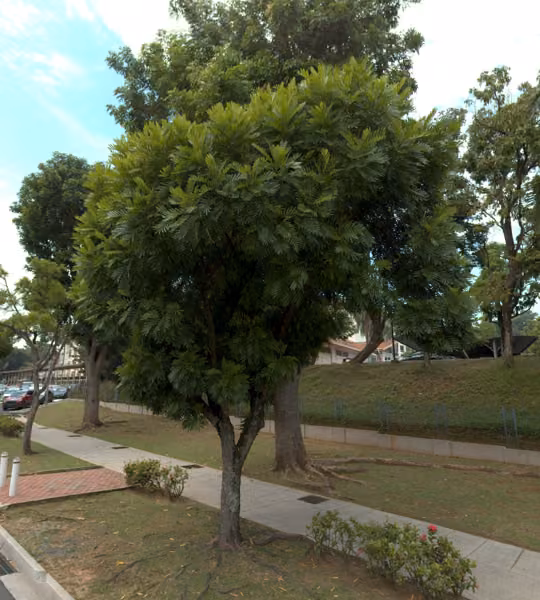 tree photo