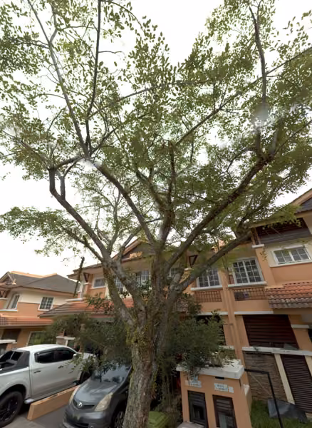 tree photo