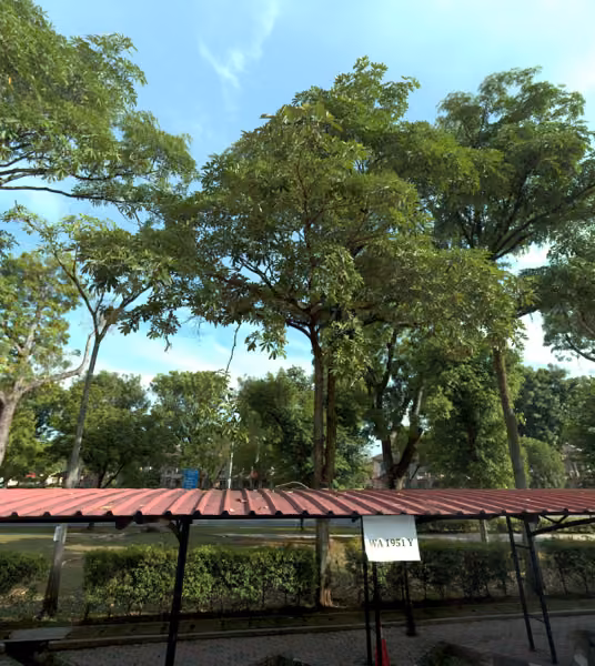 tree photo