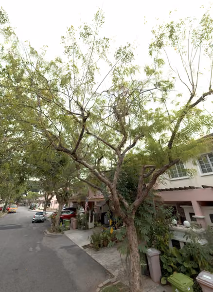 tree photo