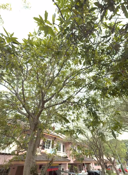 tree photo