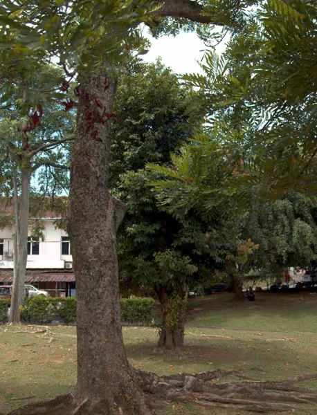 tree photo