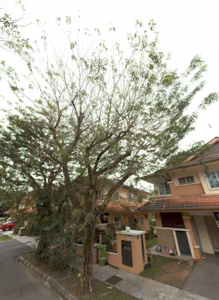 tree photo