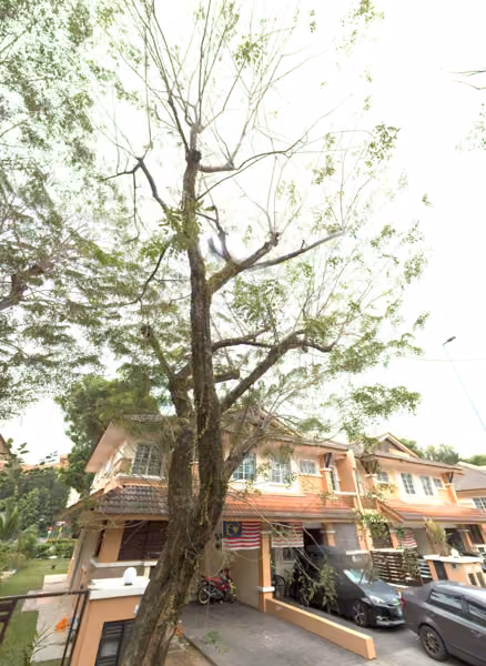 tree photo