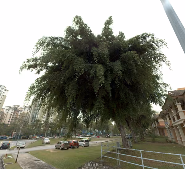 tree photo