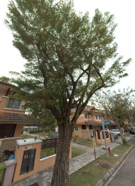 tree photo