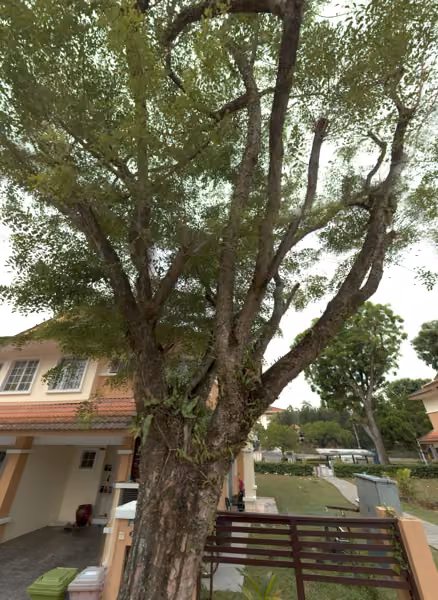 tree photo