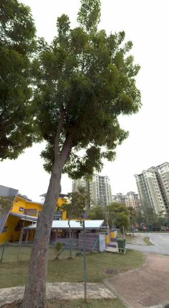 tree photo