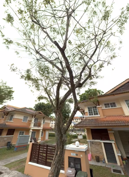 tree photo