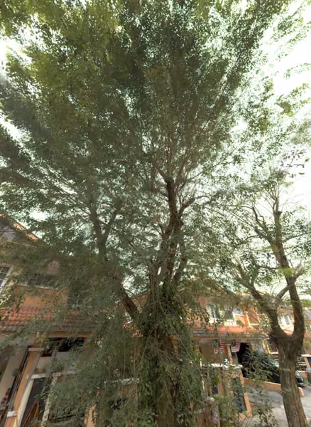 tree photo