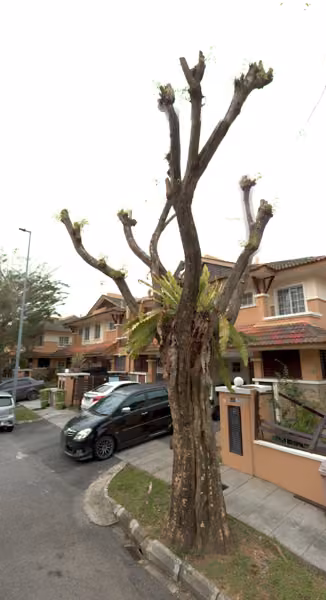 tree photo