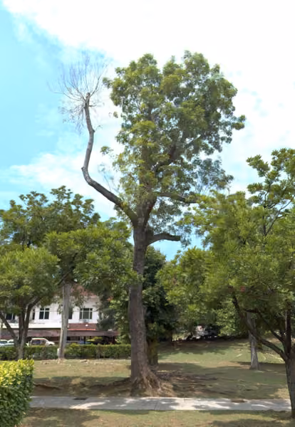 tree photo