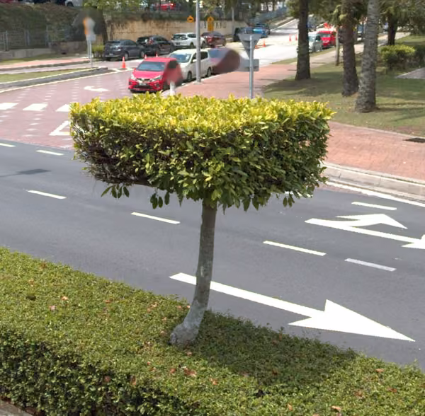 tree photo