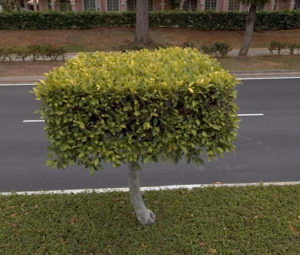 tree photo