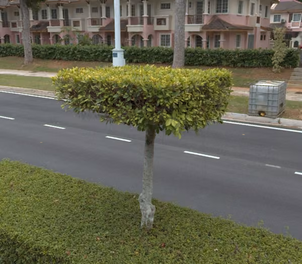 tree photo