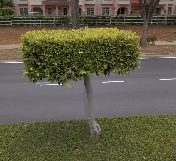 tree photo