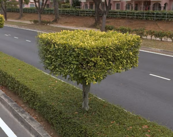 tree photo