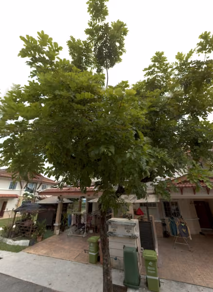 tree photo