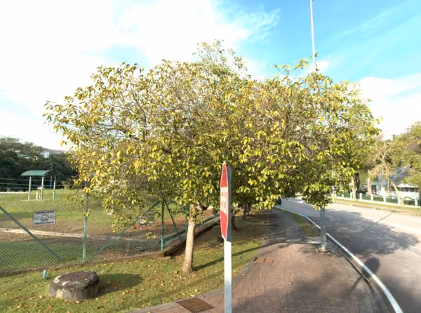 tree photo