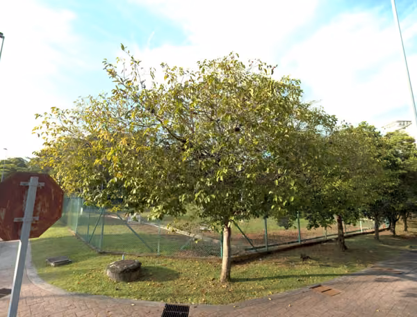 tree photo