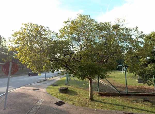 tree photo