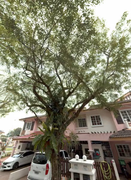 tree photo