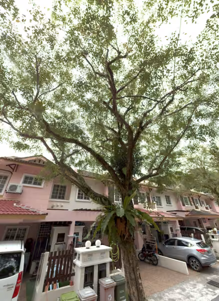 tree photo