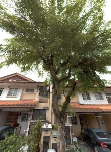 tree photo
