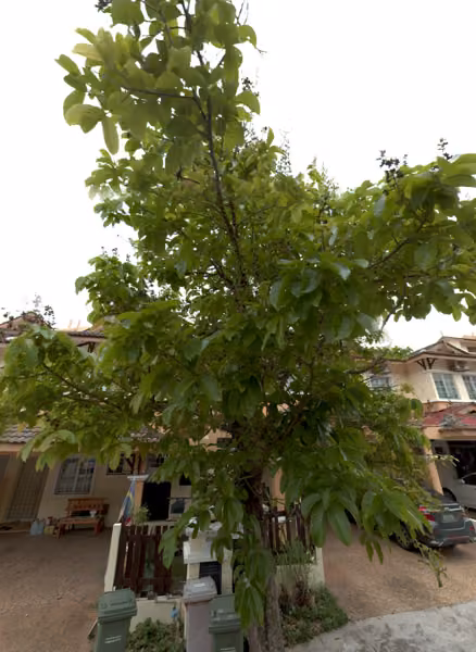 tree photo