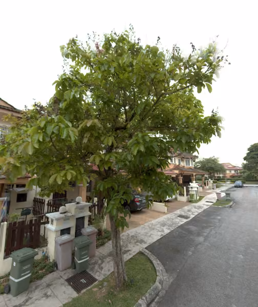 tree photo