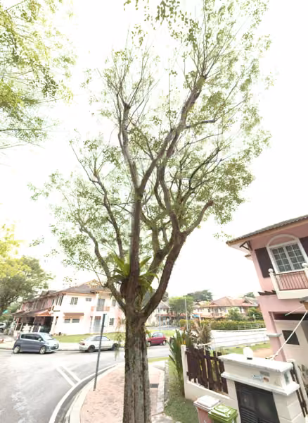 tree photo