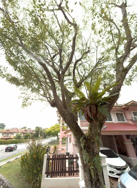 tree photo