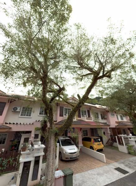 tree photo