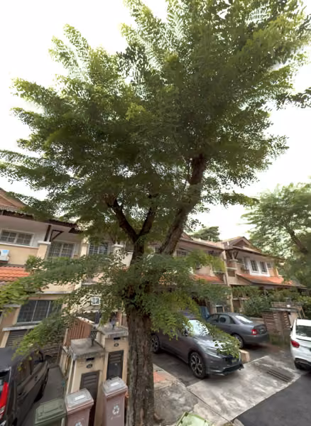 tree photo