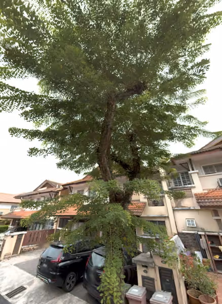 tree photo