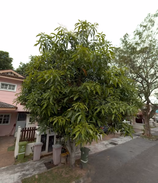 tree photo