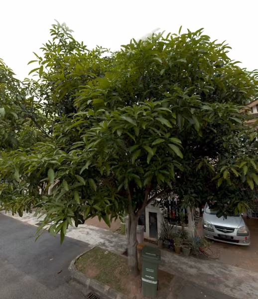 tree photo