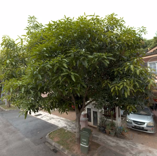 tree photo