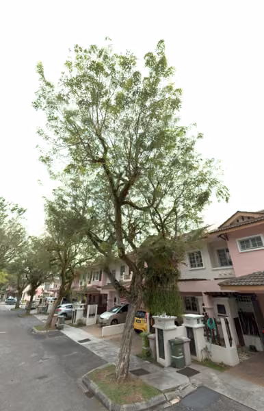 tree photo