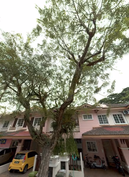 tree photo