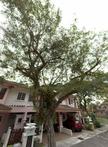 tree photo
