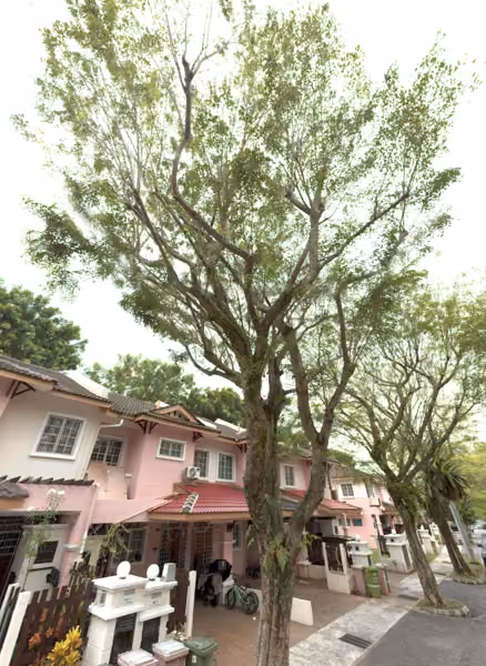 tree photo